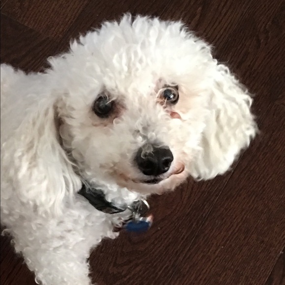 Meet your Posher, Kiera - Picture 1 of 1